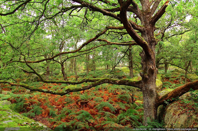 foret-de-fontainebleau-gorges-d-apremont-86